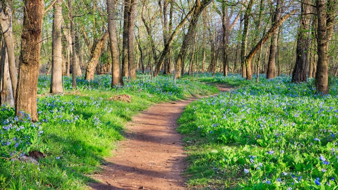 Hocking Hills Plants and Wildflower Guide
