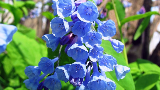 Spring Activities in Hocking Hills
