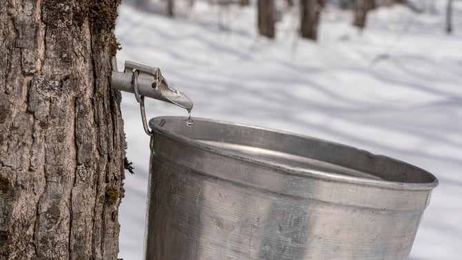 Experience Ohio Maple Syrup Season in Hocking Hills