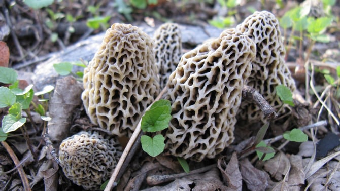 Morel Mushrooms: Hocking Hills’ Hidden Treasures