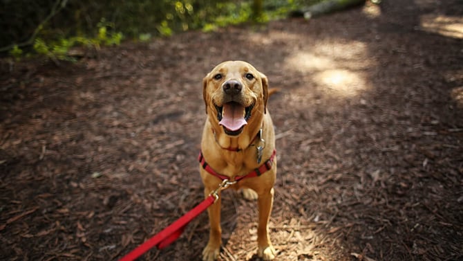 Hocking Hills Pet-Friendly Cabins and Activities