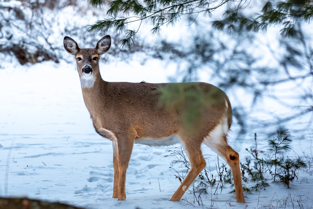 Hocking Hills, Ohio, Wildlife Guide